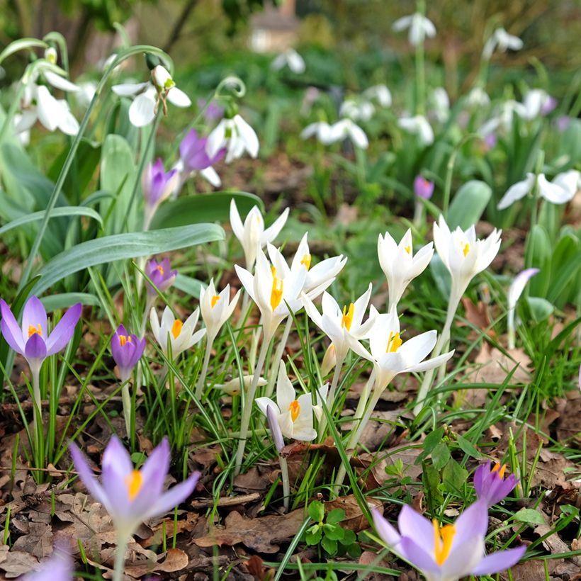 Crocus tommasinianus Albus - Early Crocus (Plant habit)