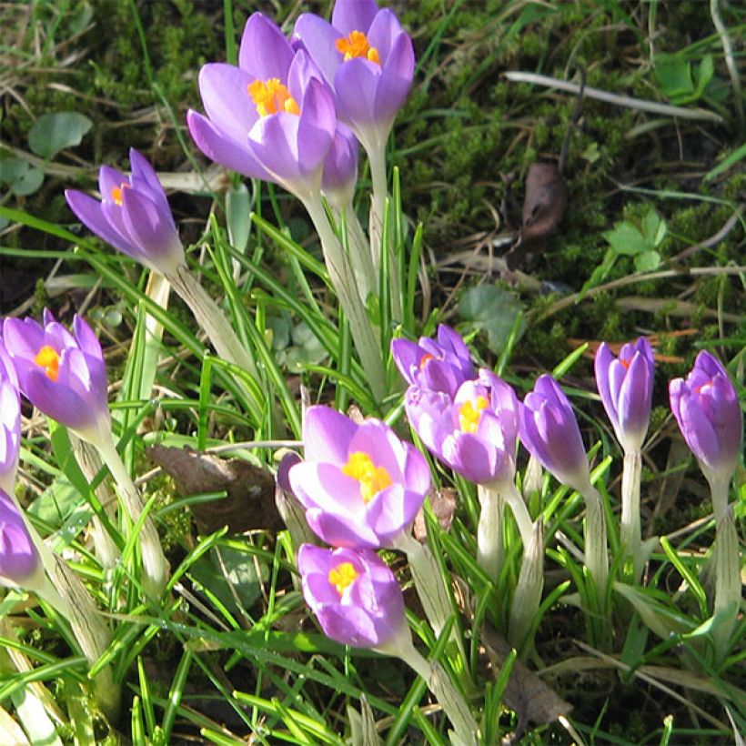 Crocus tommasinianus Barrs Purple - Early Crocus (Flowering)