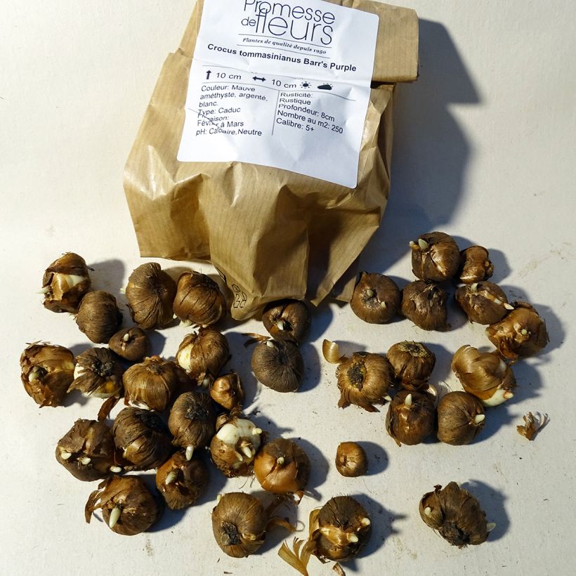 Example of Crocus tommasinianus Barrs Purple - Early Crocus Bulb size 5+ specimen as delivered