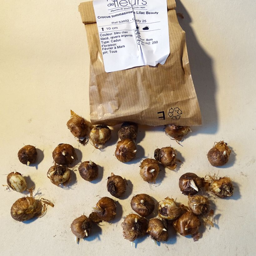 Example of Crocus tommasinianus Lilac Beauty - Early Crocus Bulb size 5+ specimen as delivered