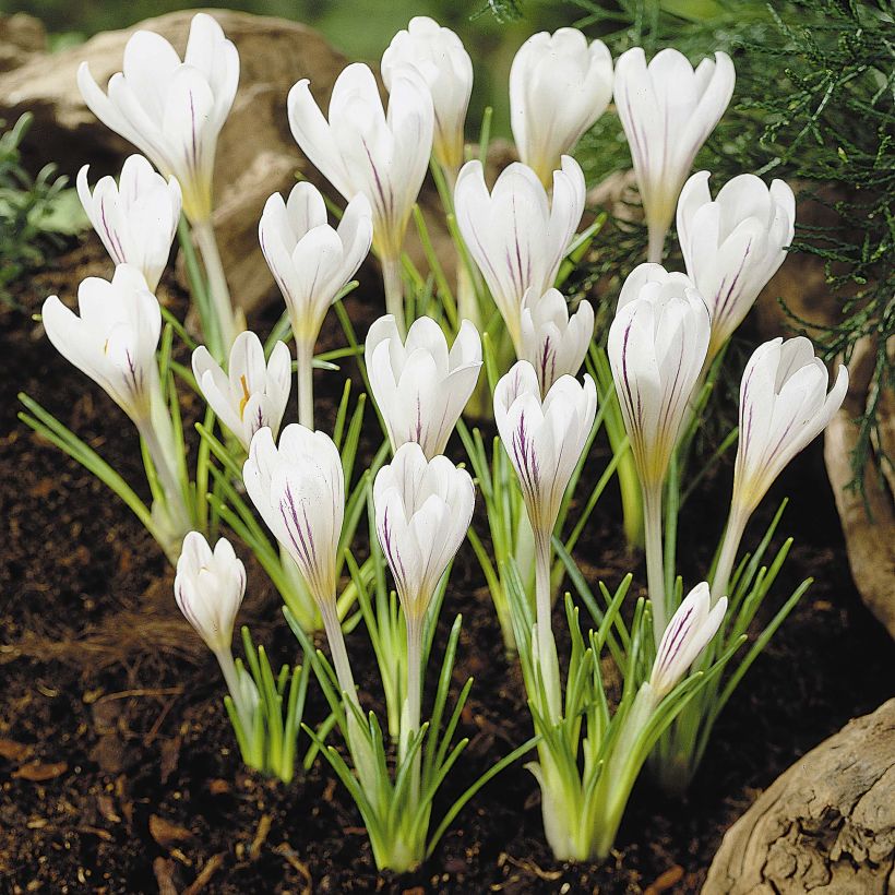 Crocus versicolor Picturatus (Flowering)