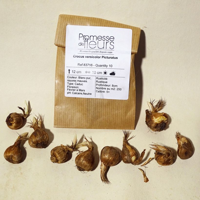 Example of Crocus versicolor Picturatus Bulb size 5+ specimen as delivered