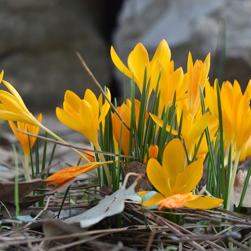 Crocus vitellinus (Plant habit)