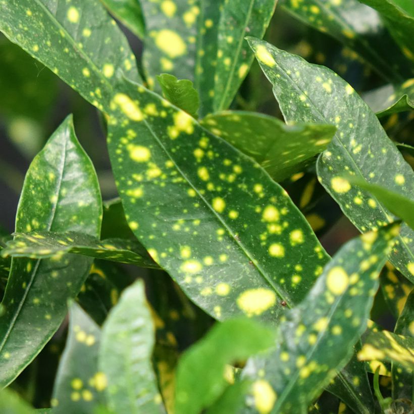 Codiaeum variegatum var. pictum Aucubaefolia - Croton (Foliage)