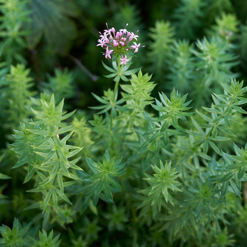 Phuopsis stylosa  (Foliage)