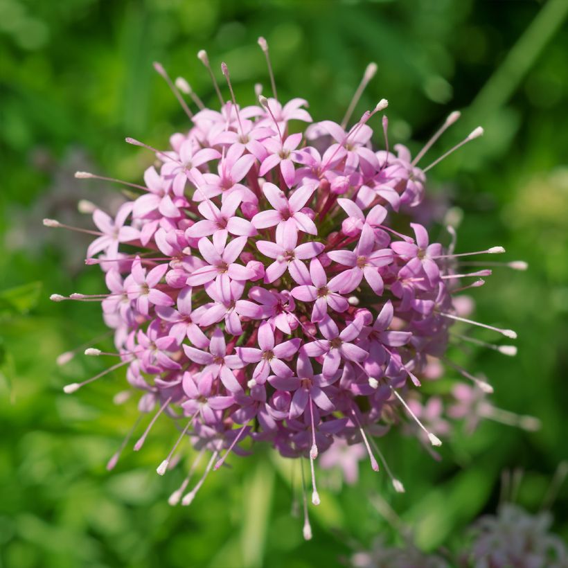 Phuopsis stylosa  (Flowering)