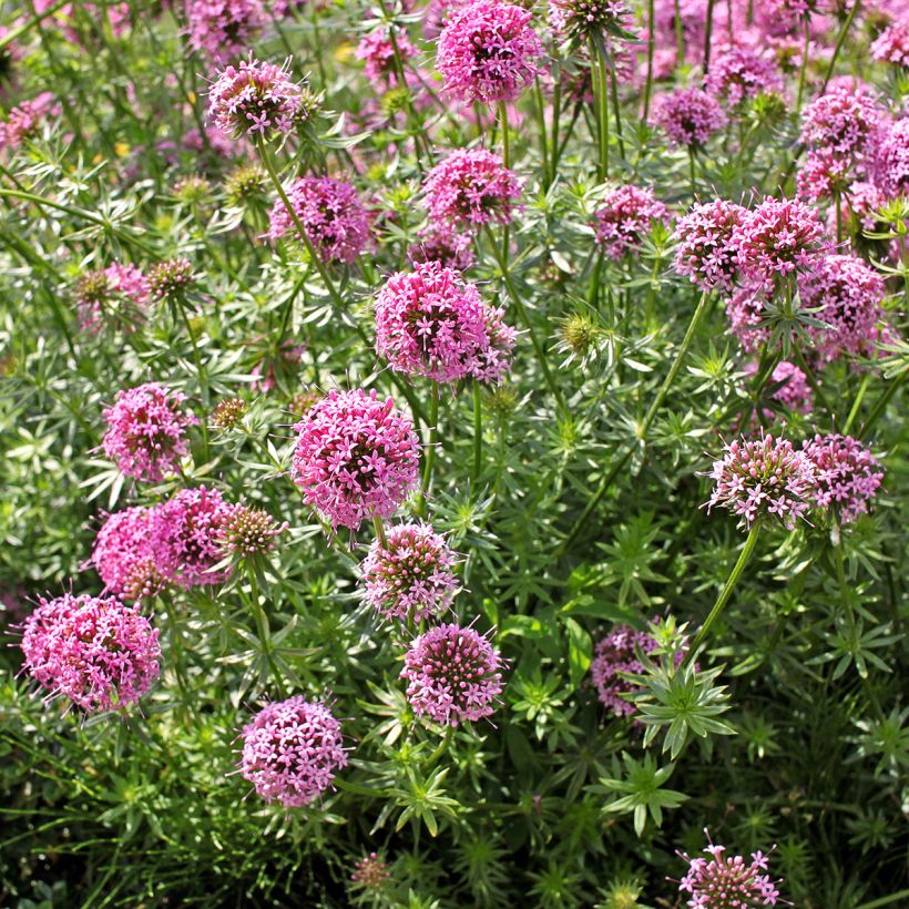 Phuopsis stylosa  (Plant habit)