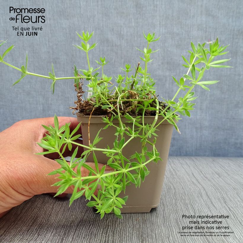 Phuopsis stylosa  8/9 cm pot sample as delivered in summer