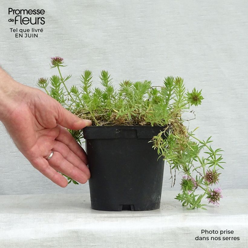 Phuopsis stylosa  2L/3L pot sample as delivered in summer