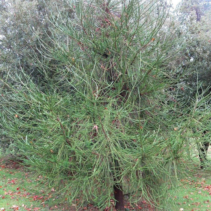 Cryptomeria japonica Araucarioides (Plant habit)