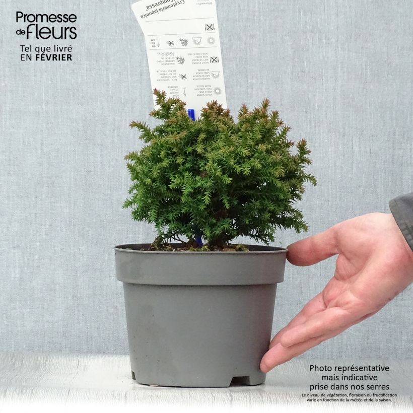 Cryptomeria japonica Compressa 2L/3L pot sample as delivered in winter