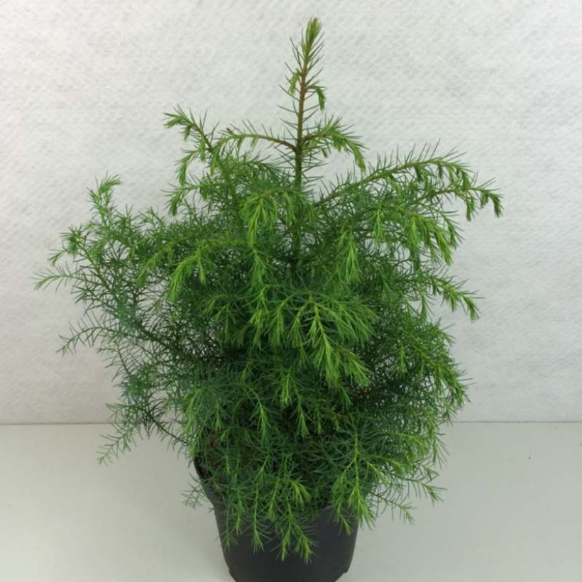 Cryptomeria japonica Elegans Viridis (Foliage)