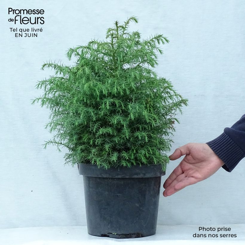Cryptomeria japonica Elegans Viridis 7.5L/10L pot sample as delivered in summer