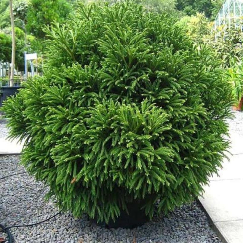 Cryptomeria japonica Globosa Nana (Plant habit)