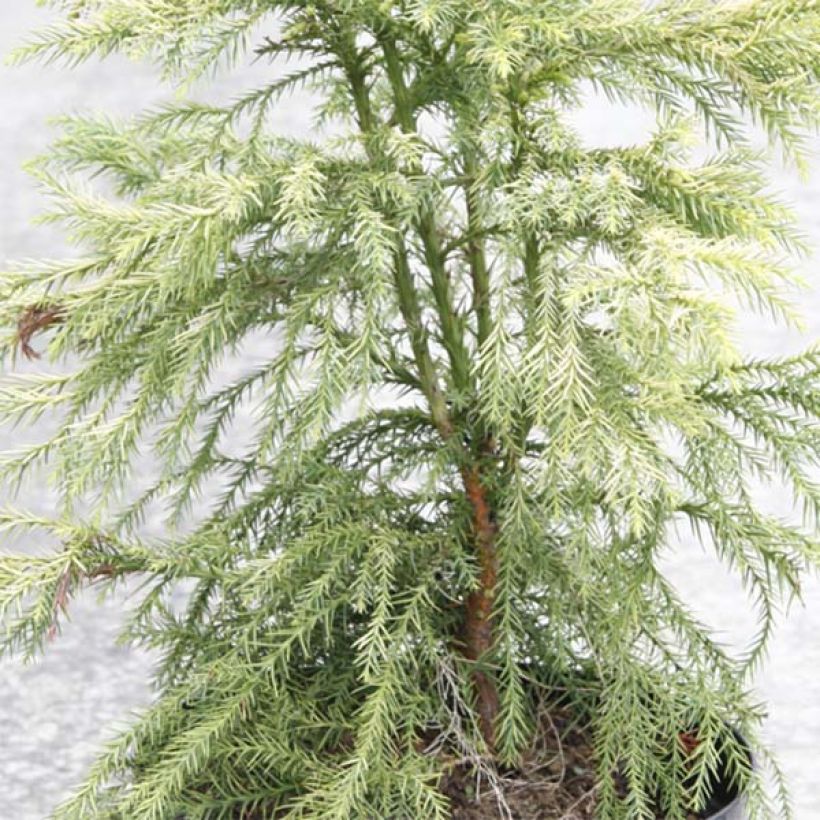 Cryptomeria japonica Sekkan-Sugi (Foliage)