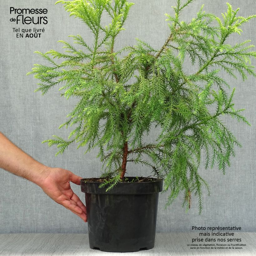 Cryptomeria japonica Sekkan-Sugi 7.5L/10L pot sample as delivered in summer