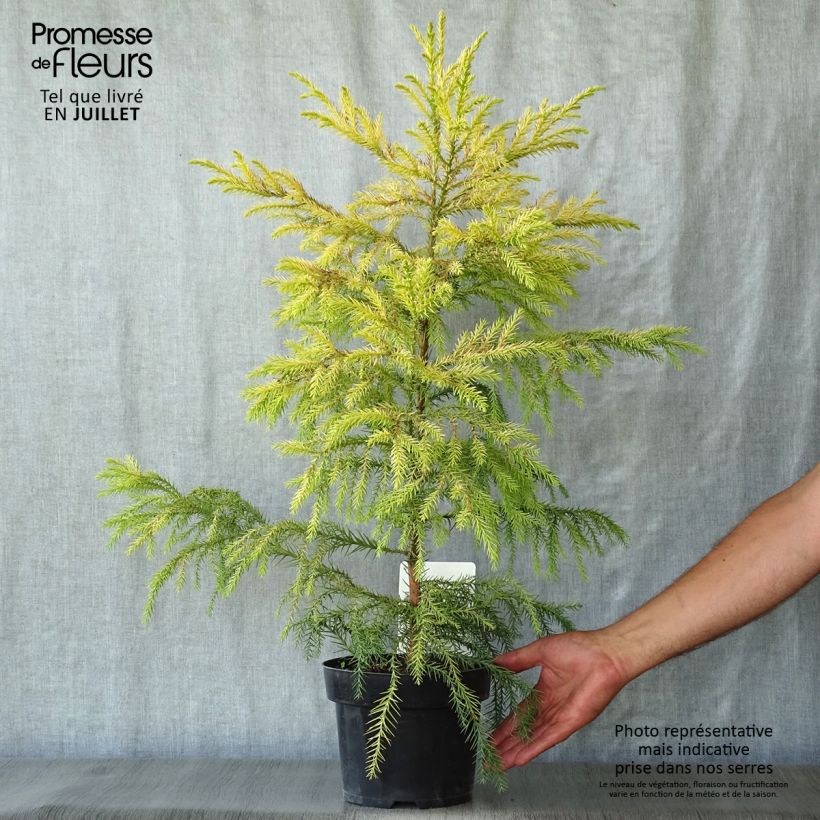 Cryptomeria japonica Sekkan-Sugi 2L/3L pot sample as delivered in summer