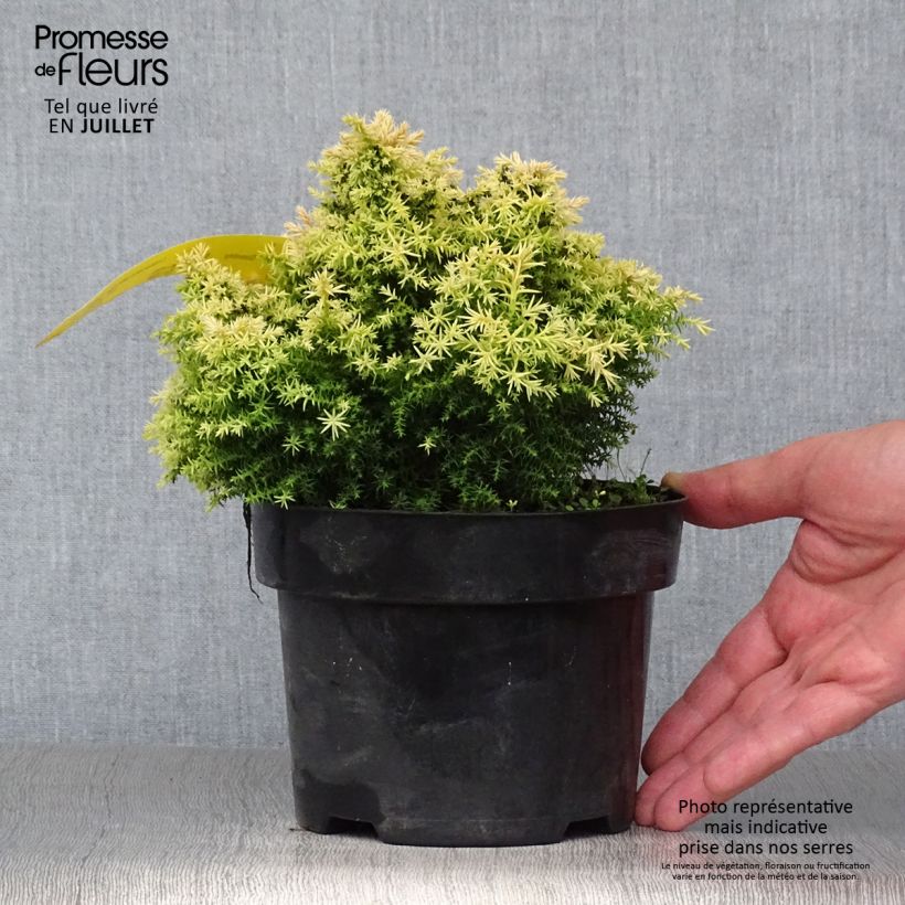 Cryptomeria japonica Twinkle Toes 2L/3L pot sample as delivered in summer