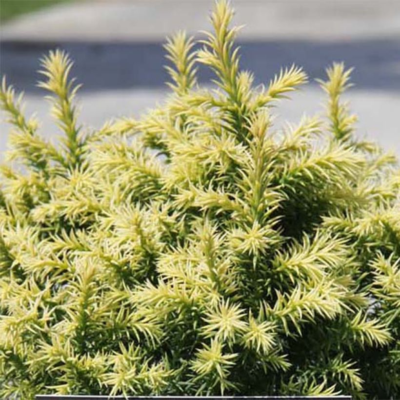 Cryptomeria japonica Vilmorin Gold (Foliage)