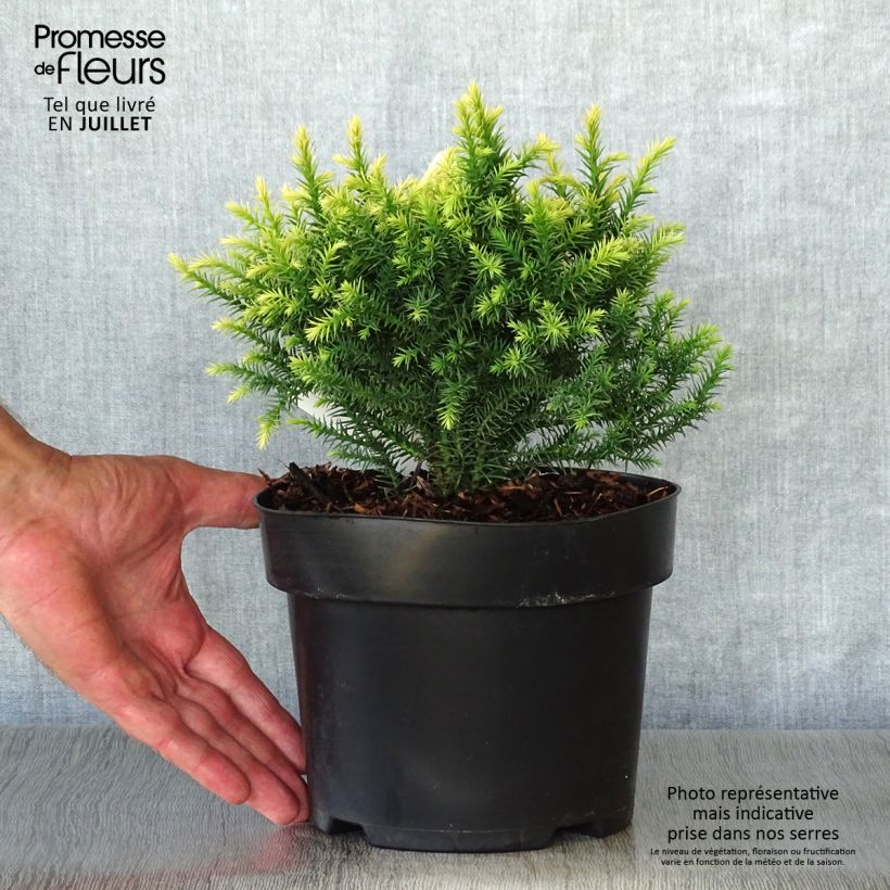 Cryptomeria japonica Vilmorin Gold 2L/3L pot sample as delivered in summer