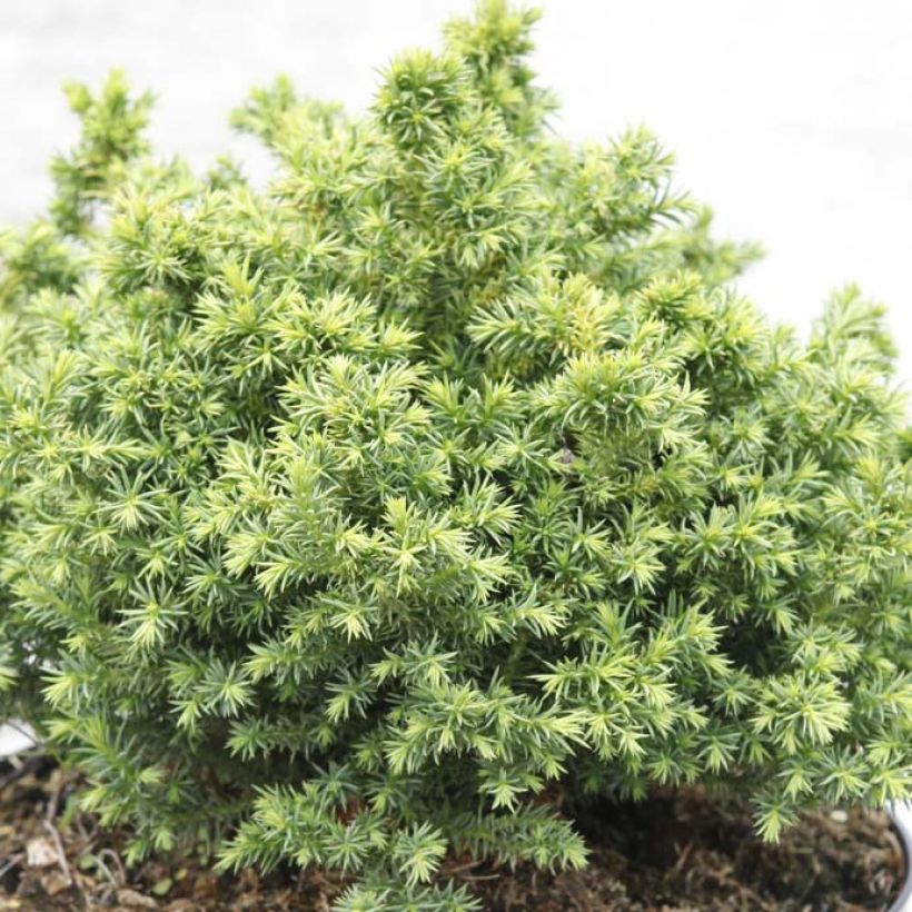 Cryptomeria japonica Vilmoriniana (Foliage)