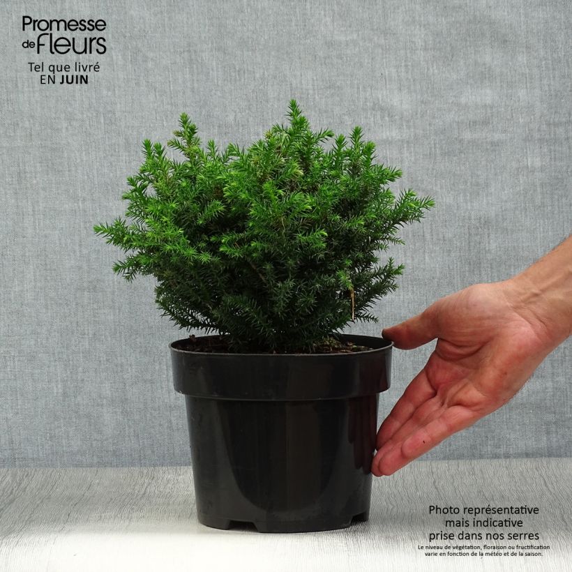 Cryptomeria japonica Vilmoriniana Pot de 2L/3L sample as delivered in summer