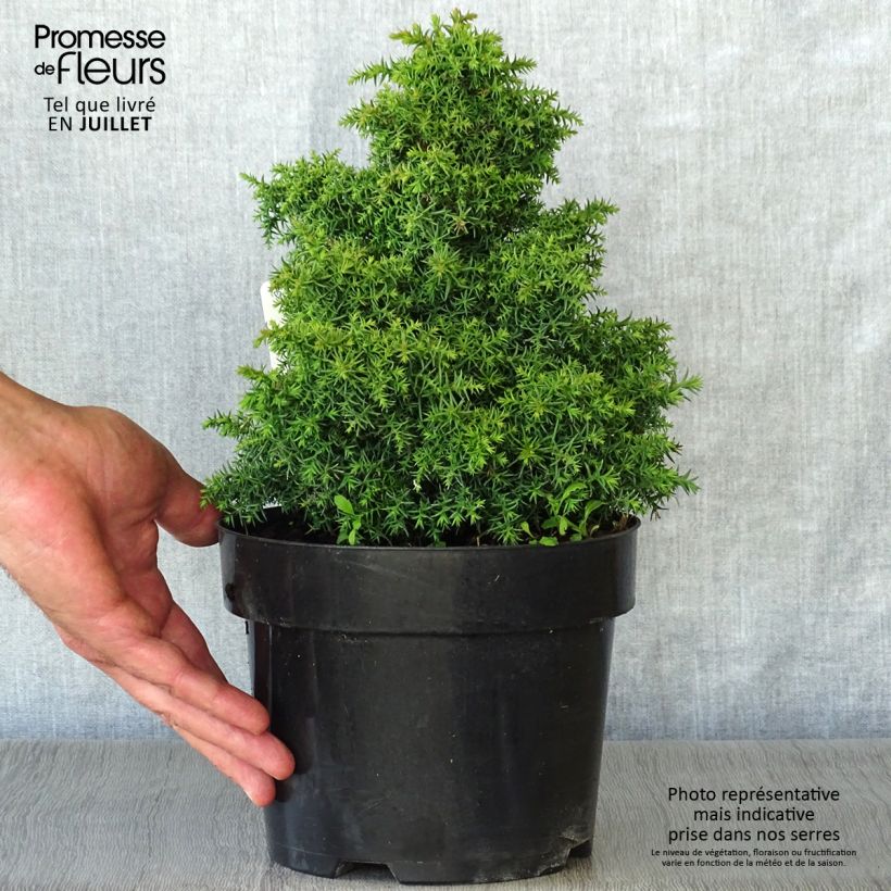 Cryptomeria japonica Yokohama 2L/3L pot sample as delivered in summer