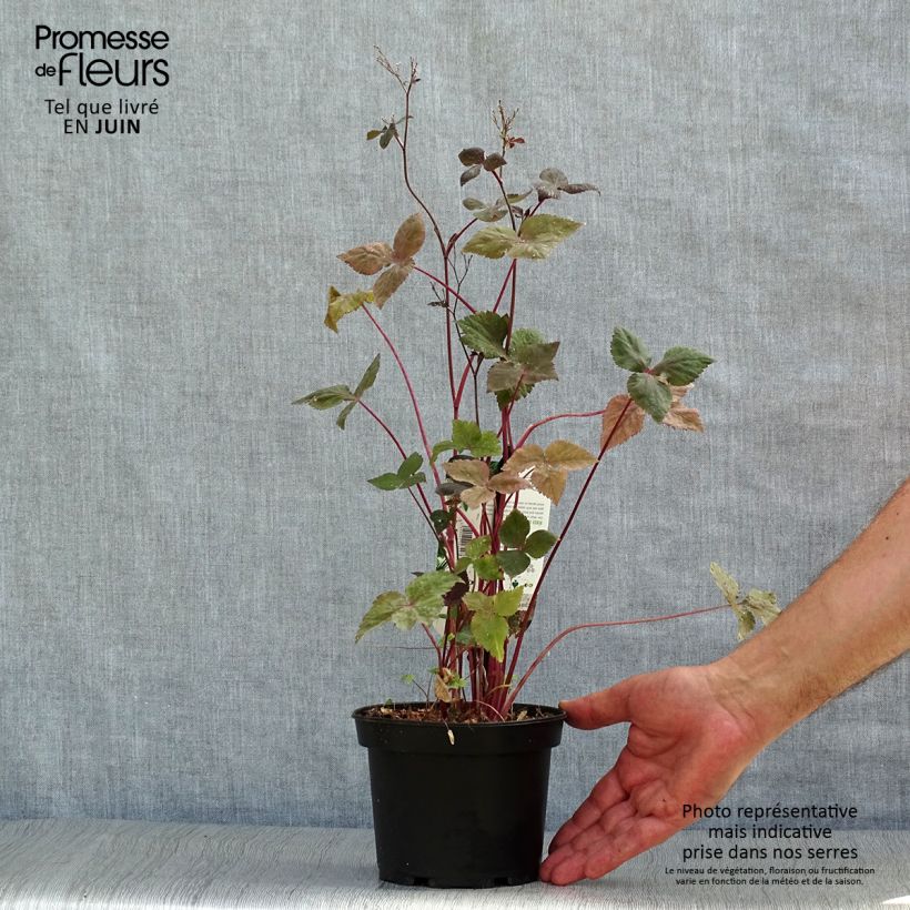 Cryptotaenia japonica purpurea - Japanese Parsley 1.5L/2L pot sample as delivered in summer