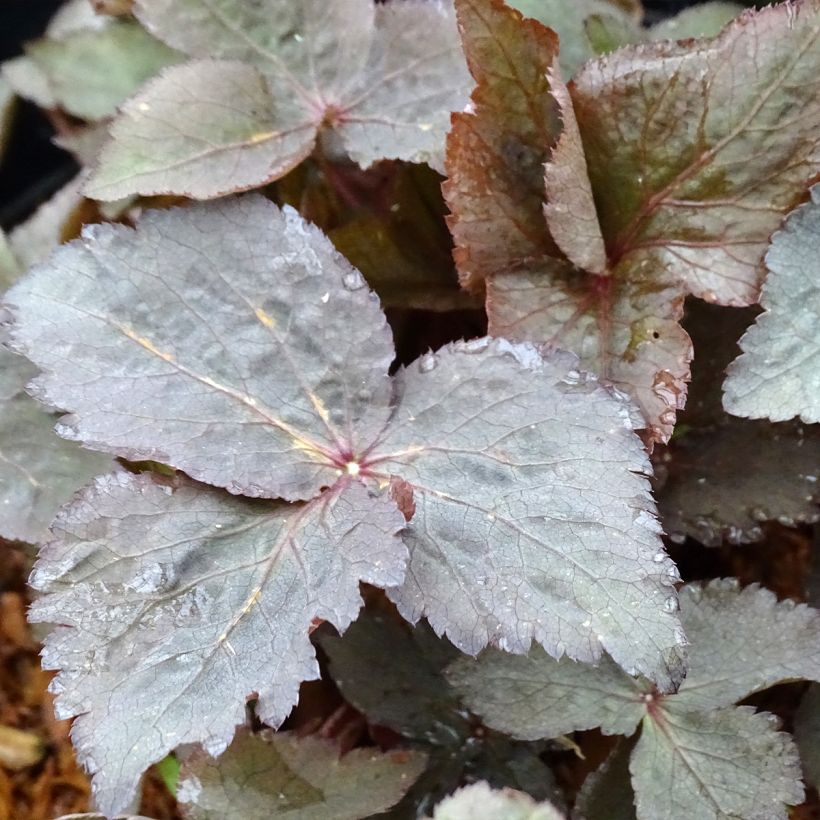 Cryptotaenia japonica purpurea - Japanese Parsley (Foliage)