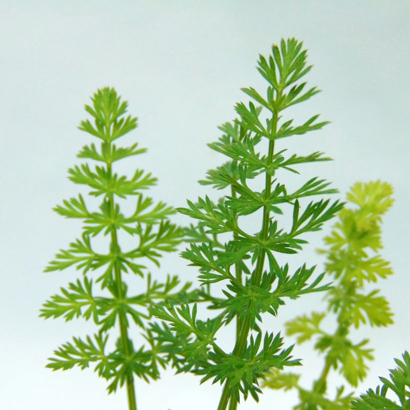 Organic Caraway - Carum carvi (Foliage)