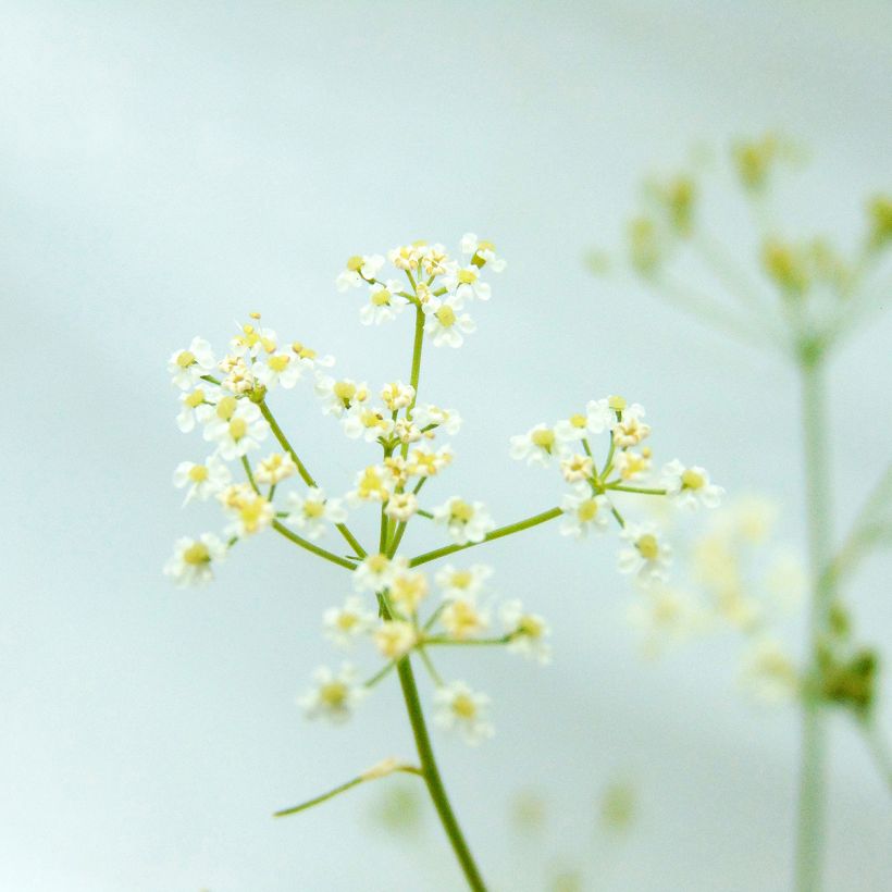 Organic Caraway - Carum carvi (Flowering)