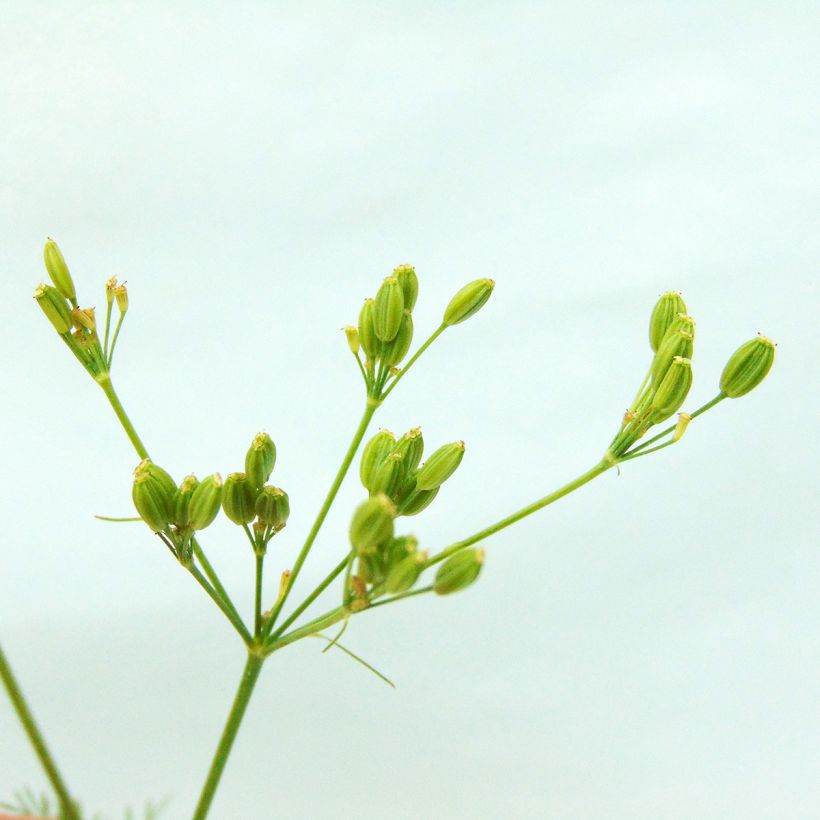 Organic Caraway - Carum carvi (Harvest)