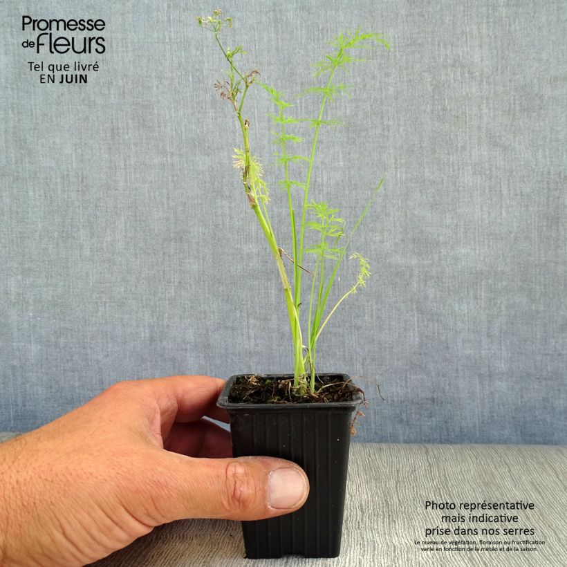 Organic Caraway - Carum carvi 8/9 cm pot sample as delivered in summer
