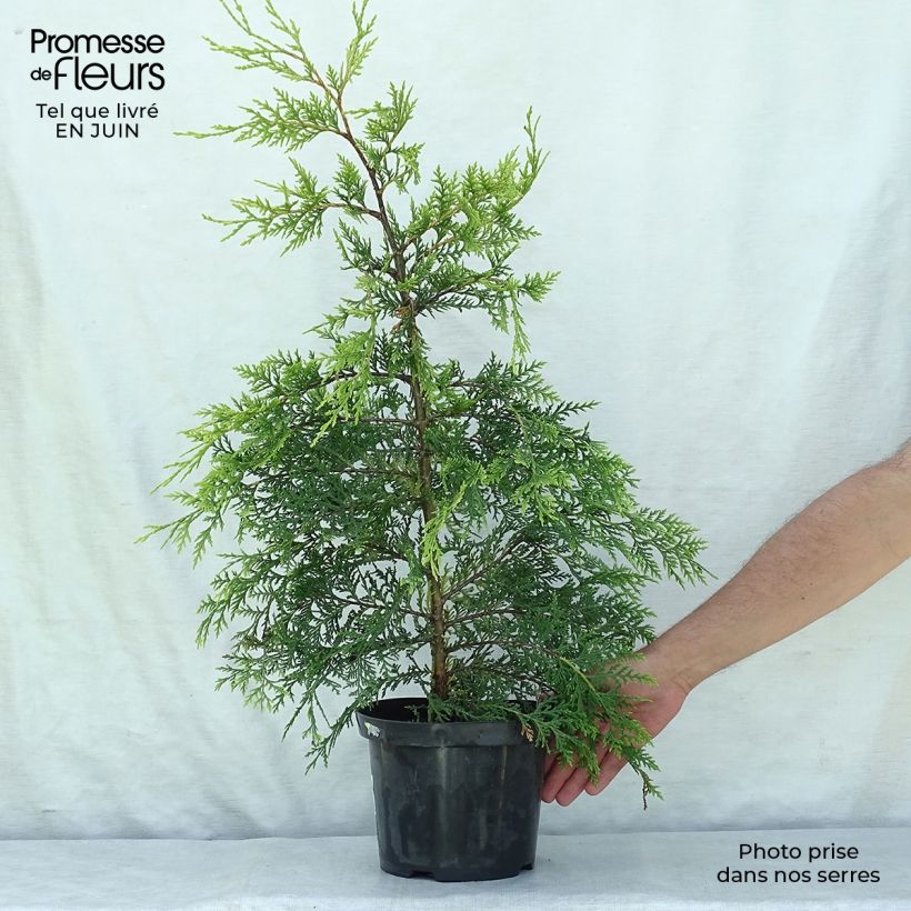 Cupressocyparis Castlewellan Gold - Leyland Cypress 3L/4L pot sample as delivered in summer