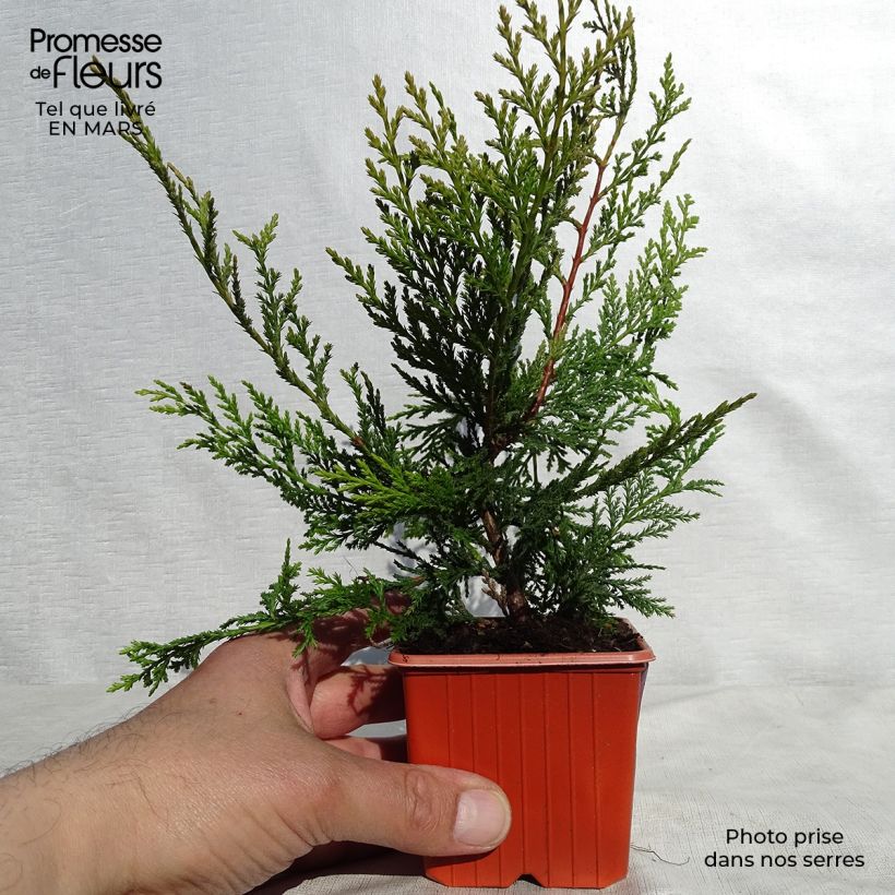 Cupressocyparis Castlewellan Gold - Leyland Cypress sample as delivered in spring