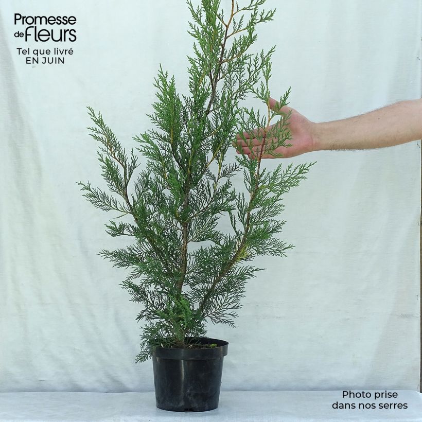 Cupressocyparis Leylandii 2001 - Leyland Cypress 2L/3L pot sample as delivered in summer