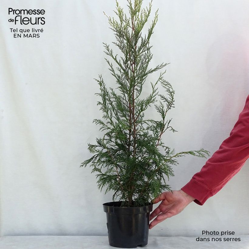 Cupressocyparis Leylandii 2001 - Leyland Cypress sample as delivered in spring