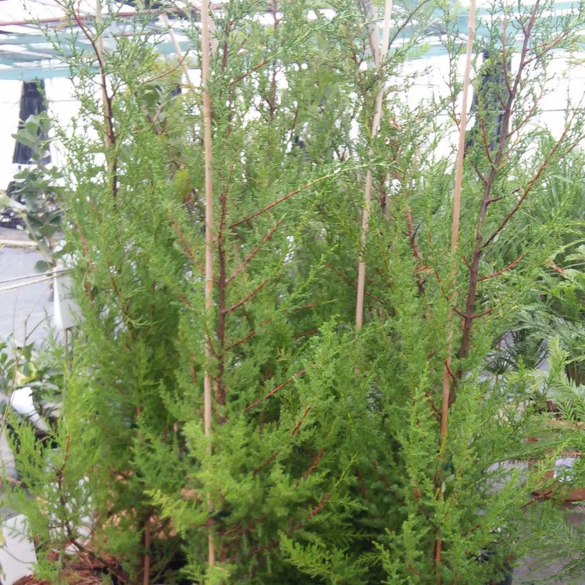 Cupressus macrocarpa (Plant habit)
