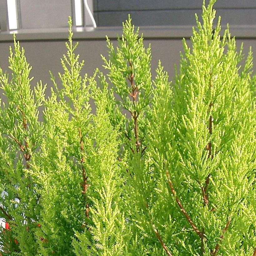 Cupressus macrocarpa Goldcrest (Foliage)