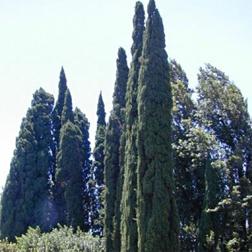 Provence Cypress - Cupressus sempervirens Pyramidalis (Plant habit)