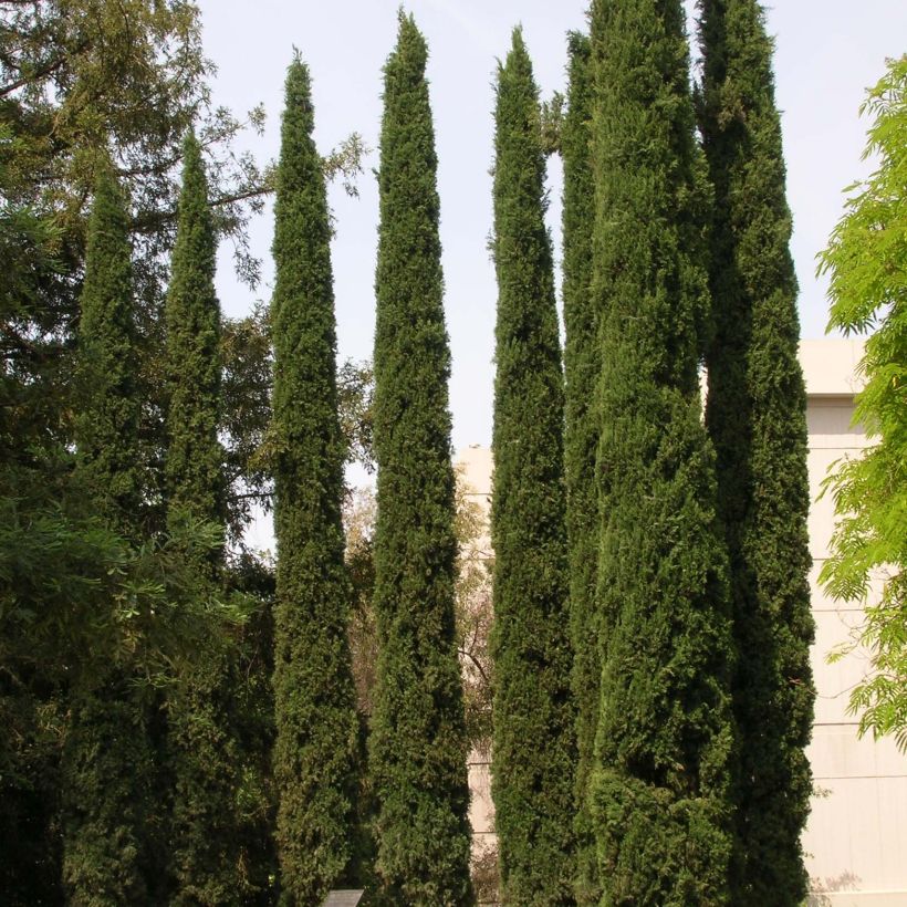 Cupressus sempervirens var. stricta (Plant habit)