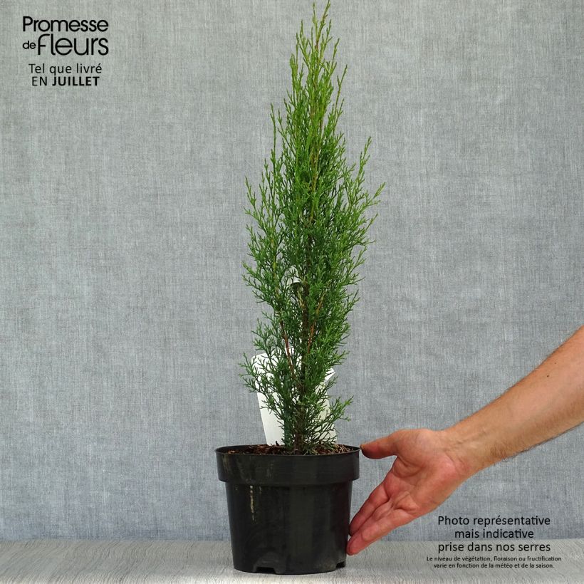 Cupressus sempervirens Totem - Florence Cypress 2L/3L pot sample as delivered in summer