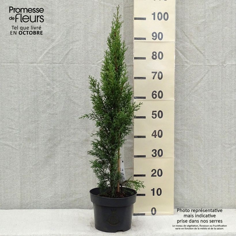Cupressus sempervirens Totem - Florence Cypress 4L/5L pot sample as delivered in autumn