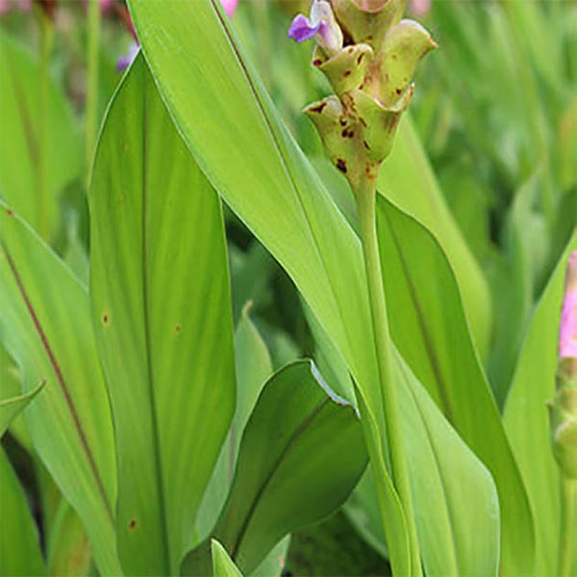 Curcuma alismatifolia Pink - Siam Tulip (Foliage)