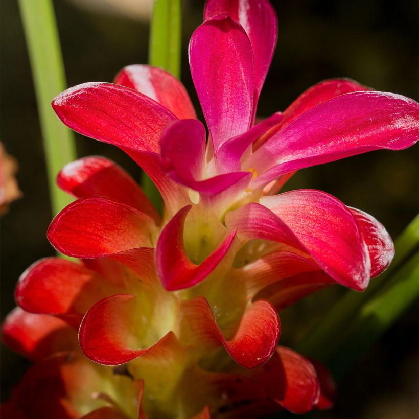 Curcuma alismatifolia Red - Siam Tulip (Flowering)