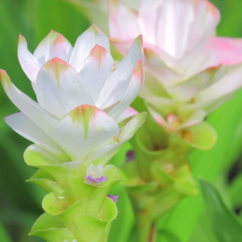 Curcuma alismatifolia White - Siam Tulip (Flowering)