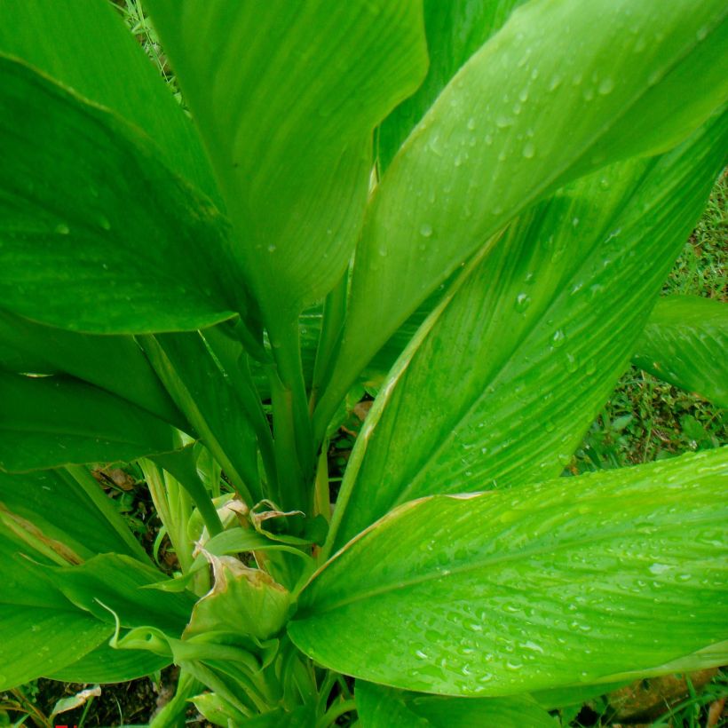 Curcuma longa - Common Turmeric (Foliage)