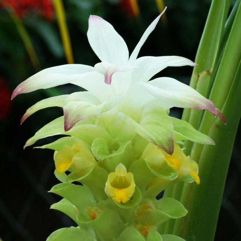 Curcuma longa - Common Turmeric (Flowering)