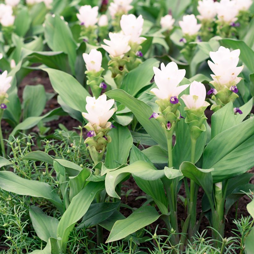 Curcuma alismatifolia White - Siam Tulip (Plant habit)
