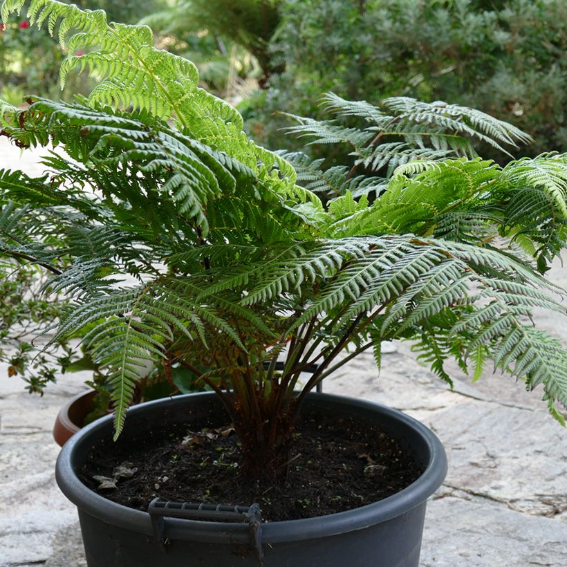 Cyathea australis - Australian Tree Fern (Plant habit)